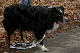 Hundespaziergang Jan. 2008 033