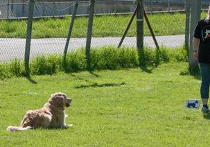 Ein Bild, das Gras, draußen, Zaun, Hund enthält.

Automatisch generierte Beschreibung