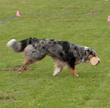 Ein Bild, das Gras, Hund, draußen, Frisbee enthält.

Automatisch generierte Beschreibung