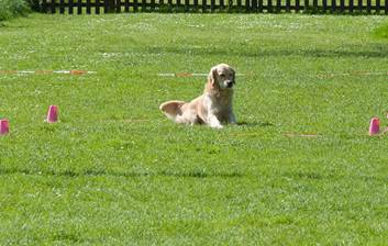 Ein Bild, das Gras, draußen, Hund, Feld enthält.

Automatisch generierte Beschreibung