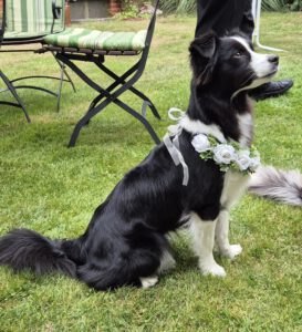 Auch die Hunde waren festlich gekleidet